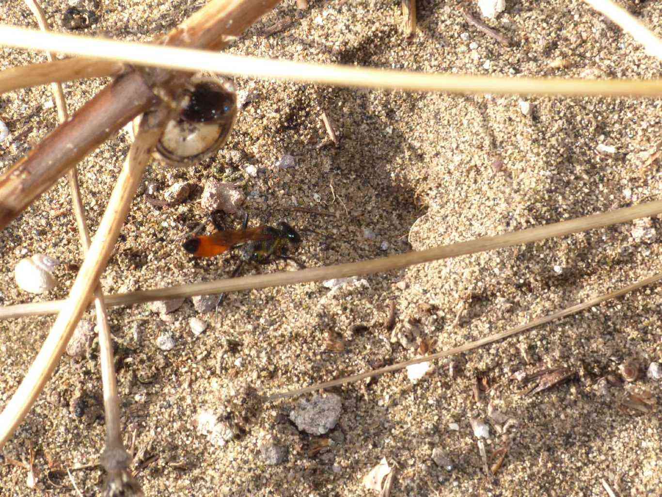 Ammophila: comportamento strano